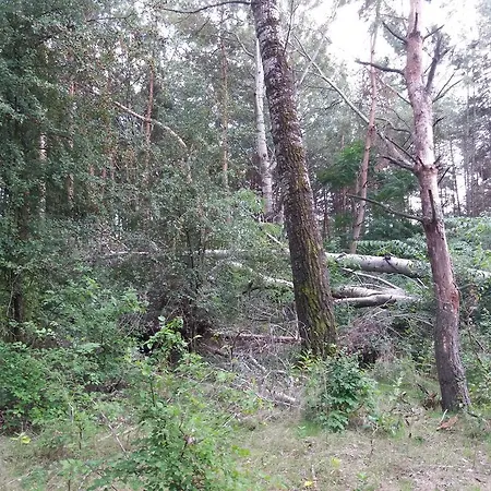 Alfoeldi Borok Haza 게스트하우스 Kunfeherto